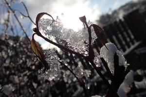 Pflanze dekoriert mit Formen gefroren durch Schnee und Regen und kalt Sonne von Winter Tag foto