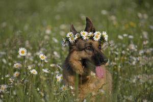 Lana und Gänseblümchen foto