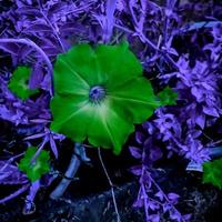 cosmos bipinnatus, gemeinhin Gartenkosmos genannt, Blume, die im Garten blüht foto