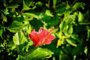 Blühen Hibiskus Blume wachsend im das Garten unter Grün Blätter im ein natürlich Lebensraum foto