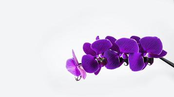 lila Orchidee auf ein Weiß Hintergrund. isoliert Bild von ein Blume. foto