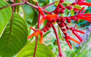 lila Rosa rot Blumen Blüten Pflanzen im tropisch Wald Natur Mexiko. foto