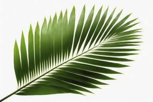 tropisch Kokosnuss Blatt isoliert auf Weiß Hintergrund, Palme Baum isoliert auf Weiß Hintergrund, generieren ai foto