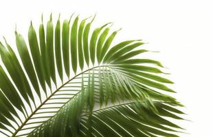 tropisch Kokosnuss Blatt isoliert auf Weiß Hintergrund, Palme Baum isoliert auf Weiß Hintergrund, generieren ai foto
