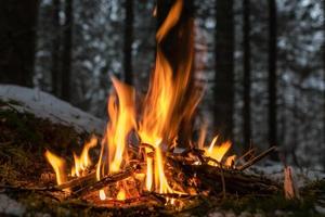 kleines Feuer im Wald foto