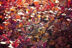 Herbst rot Busch Berberitze im das Strahlen von das Morgen Sonne, foto