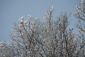 Winter Hintergrund mit schwarz Geäst von ein Baum gekrönt mit Weiß Schnee und ein Blau Himmel foto