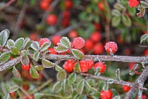 gefrostet Grün klein Blätter von ein Busch mit rot Beeren foto