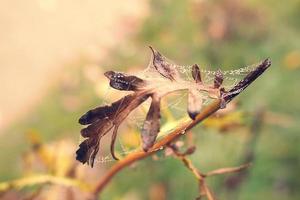 Herbst Spinne Netz im das Nebel auf ein Pflanze mit Tröpfchen von Wasser foto