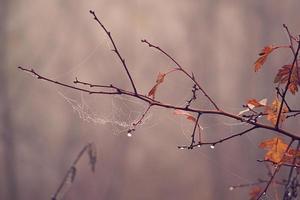 Herbst Spinne Netz im das Nebel auf ein Pflanze mit Tröpfchen von Wasser foto