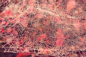 Herbst Spinne Netz im das Nebel auf ein Pflanze mit Tröpfchen von Wasser foto
