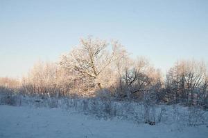 Winter Landschaft mit Weiß schön Schnee Bäume und ein Blau wolkenlos Himmel foto