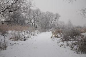 Winter Landschaft von ein grau Morgen mit Weiß Schnee und Bäume foto