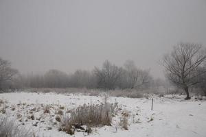 Winter Landschaft von ein grau Morgen mit Weiß Schnee und Bäume foto