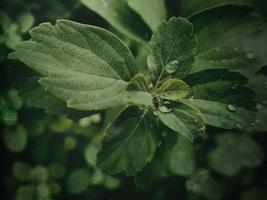 Sommer- Pflanze mit Regentropfen auf Grün Blätter foto