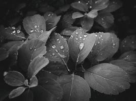 schön Sommer- Pflanze mit Regentropfen auf das Blätter einfarbig foto