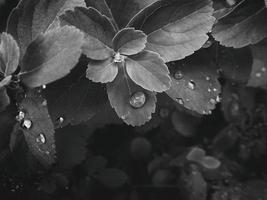 schön Sommer- Pflanze mit Regentropfen auf das Blätter einfarbig foto
