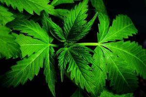 medizinische Indica-Blätter, Marihuana-Pflanzenhintergrund schließen oben.