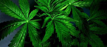 grüne Marihuana-Blätter, Cannabis-Heilpflanze auf dunklem Hintergrund.