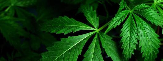 medizinische Indica-Blätter, Marihuana-Pflanzenhintergrund schließen oben