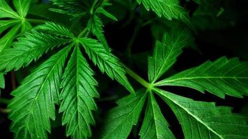 medizinische Indica-Blätter, Marihuana-Pflanzenhintergrund schließen oben foto