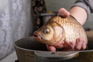 lebende Karausche in Händen Nahaufnahme, Fisch kochen foto