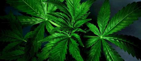 Hintergrund von saftigen grünen Marihuana-Blättern, Cannabispflanze auf Dunkelheit. foto