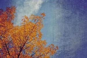 Baum Geäst mit golden Blätter auf ein Hintergrund von Blau Herbst Himmel foto