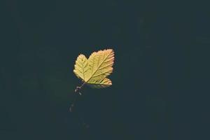 einsam Herbst Blatt zündete durch Spek durch das Sonne foto