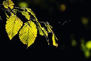 Herbst Blätter auf ein Baum Ast zündete durch warm sanft Herbst Sonne foto