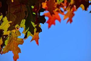 rot Herbst Hintergrund von Eiche Blätter auf ein Blau Himmel Hintergrund foto