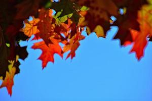 rot Herbst Hintergrund von Eiche Blätter auf ein Blau Himmel Hintergrund foto