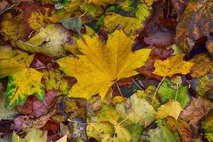 Hintergrund mit Gold Grün gefallen Herbst Ahorn Blätter foto