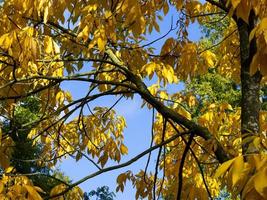 leuchtend gelbes Herbstlaub eines Shagbark-Hickory-Baumes foto