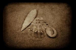 Schale Sand Hintergrund foto