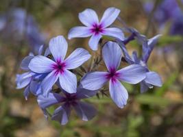 Nahaufnahme von hübschen lila kriechenden Phloxblumen foto