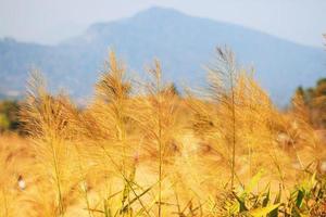 golden trocken Blumen Gras weht im das Wind auf das Senke Berg. foto