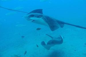 ruhig Ruhe unterseeisch Welt mit Fisch Leben im das atlantisch Ozean foto