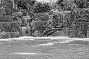 Show von Ausbildung ein groß Erwachsene Delfin Säugetier im ein Zoo Park auf ein sonnig Tag foto