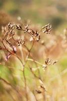 trocken wild Blumen Gras im natürlich Sonnenlicht mit Blau Himmel foto