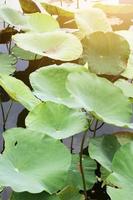 Rosa Lotus Knospe im das Teich mit natürlich Licht und Sonnenstrahl im das Wasser Lilie Blumen Garten. foto