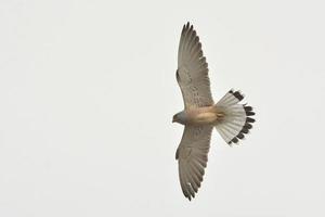Turmfalke - Falco Naumanni, Griechenland foto