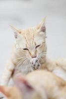 Orange gestreift Katze genießen und entspannen auf Beton Fußboden mit natürlich Sonnenlicht foto