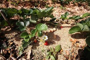 frisch rot Erdbeere mit Blumen und Grün Blätter auf Stroh Startseite Boden im Plantage Bauernhof auf das Berg im Thailand foto