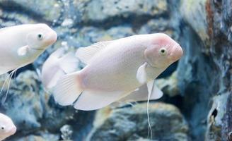 Riese Gourami Fisch, frisch Wasser foto