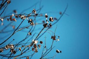 trocken Blatt Brunch mit Sonnenlicht im Natur Park und Wald mit Blau Himmel foto