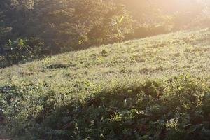 schön blühend wild Blumen Felder und Wiese im Frühling auf Sonnenuntergang und natürlich Sonnenlicht leuchtenden auf Berg. foto