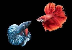 Blau und rot Siamese Kampf Fisch auf schwarz foto
