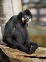 Süd- Gelb überprüft mit Haube Gibbon foto