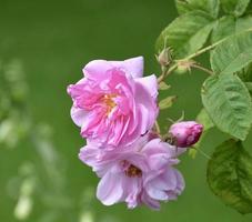 'York und Lancaster Rose' Damast Rose von Krieg von das Rosen foto